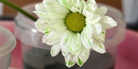 Powiększ grafikę: eksperymenty-689328.jpg