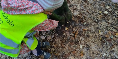 Powiększ grafikę: innowacja-czas-na-las-lesne-zabawy-643150.jpg