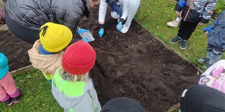 Powiększ grafikę: jesienne-sadzenie-cebulek-program-zielonej-edukacji-gdansk-647350.jpg