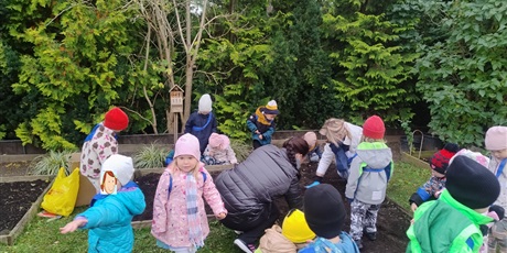 Powiększ grafikę: jesienne-sadzenie-cebulek-program-zielonej-edukacji-gdansk-647352.jpg