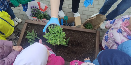 Powiększ grafikę: motyli-ogrod-w-ramach-programu-zielona-edukacja-gdansk-688198.jpg