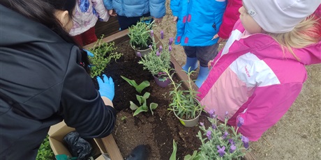 Powiększ grafikę: motyli-ogrod-w-ramach-programu-zielona-edukacja-gdansk-688201.jpg