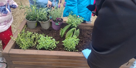 Powiększ grafikę: motyli-ogrod-w-ramach-programu-zielona-edukacja-gdansk-688206.jpg