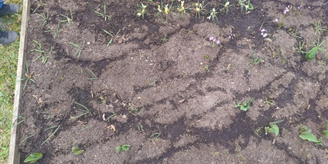 Powiększ grafikę: motyli-ogrod-w-ramach-programu-zielona-edukacja-gdansk-688211.jpg